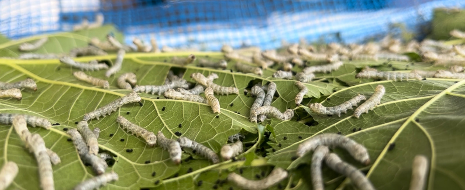 メインビジュアル22