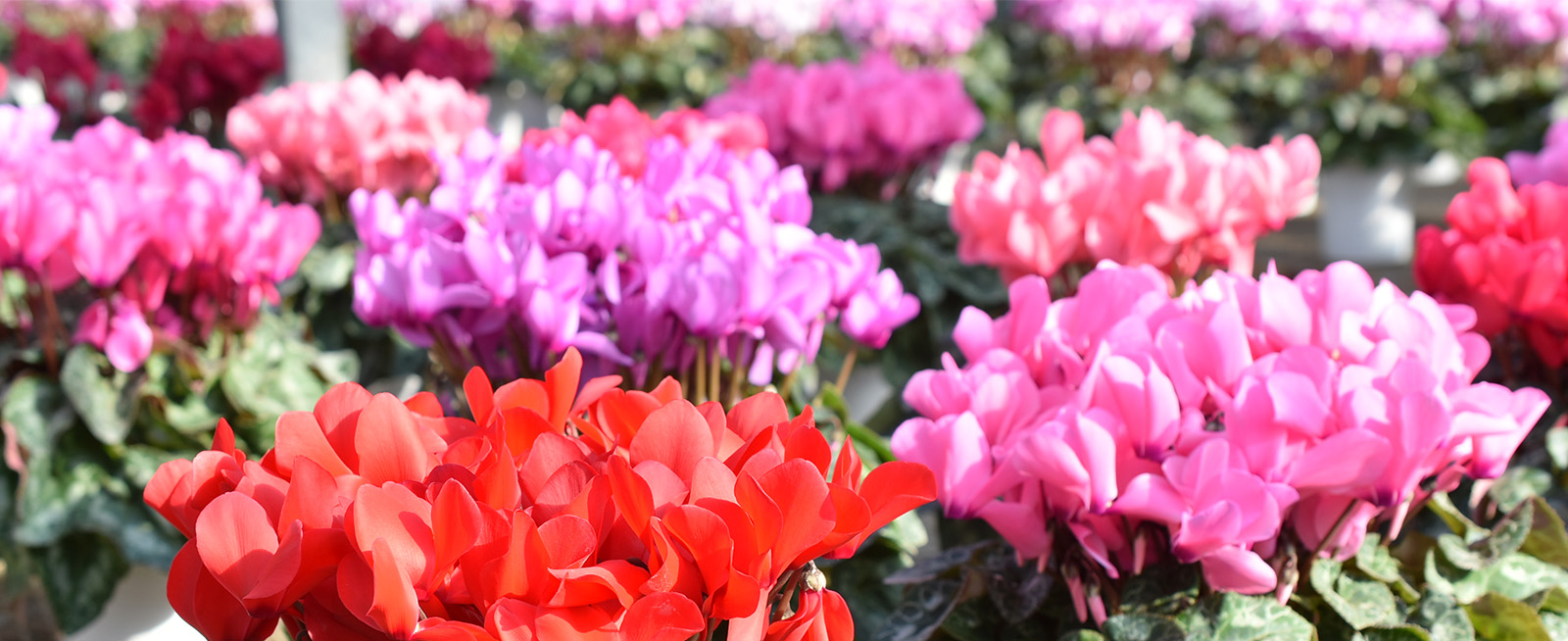 メインビジュアル22