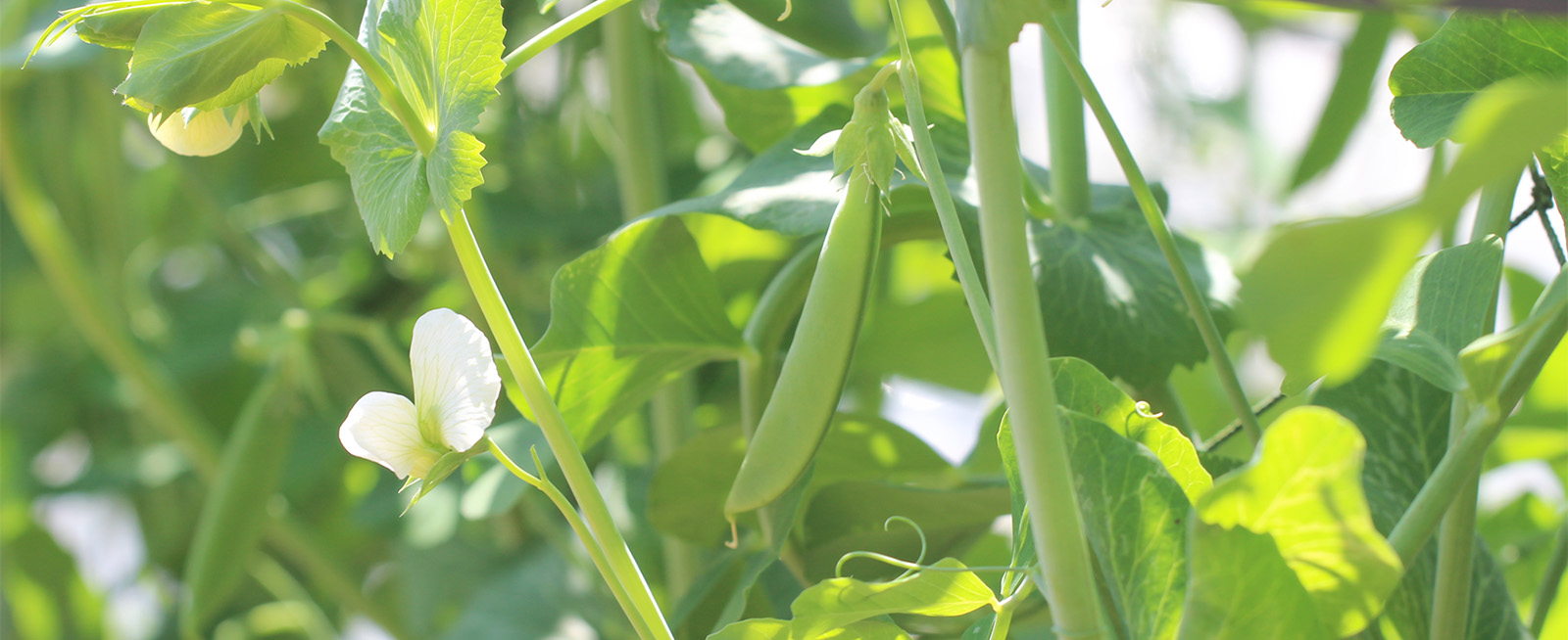 メインビジュアル27